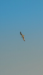 Obraz premium Bird Flying Solo in the Sky