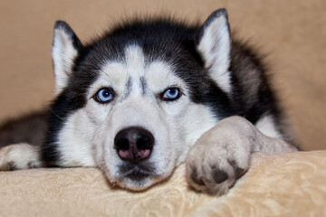 Thoughtful husky dog is lying on the couch. Sad dog with blue eyes close-up.