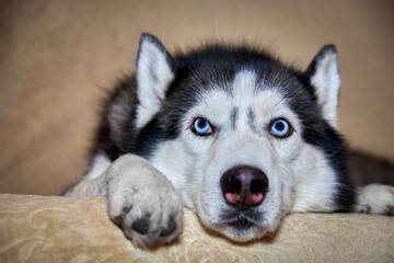Thoughtful husky dog is lying on the couch. Sad smart dog with blue eyes, close-up portrait.