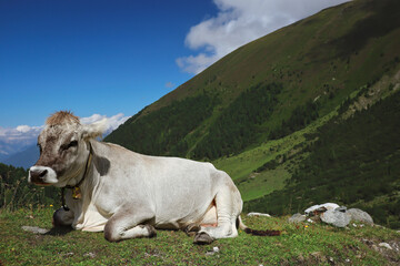 Obraz premium Cute Tyrol Grey Cow with Bell Lies Down in Grass in Hilly Nature. Tyrolean Grey Cattle Rests in Austria.