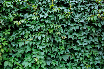 Obraz premium Decorative background of wild green grapes leaves. Nature texture. Banner. Five-leaved ivy natural wallpaper. Copy space. Garden hedge. Thickets creeper. Front and back yard decor. Autumn landscape