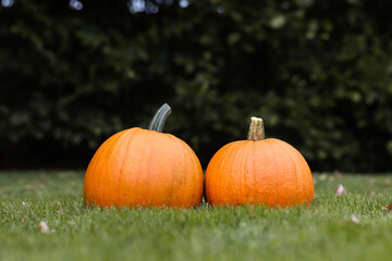 Ripe Cucurbita Pepo on Grass. Two Orange Pumpkins in Green Garden during Early Autumn. 