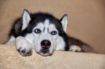 Cute husky dog is lying on the couch. Sad smart dog with blue eyes, close-up portrait.