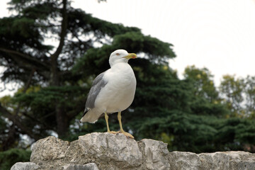 Seagull on the rock