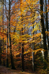 Fabulous fall colors in the forest - colorful beech trees in the sunlight, red, yellow, orange and gold colored foliage