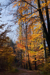 Hiking trail in deciduous forest in autumn - colorful beech trees in the sunlight