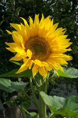 Obraz premium Golden sunflower in the garden, side lit, green background, flower head isolated, copy space