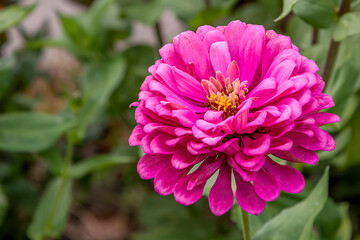 Fototapeta premium Closeup images of red, pink, magenta, orange, yellow flowers of zinnia 