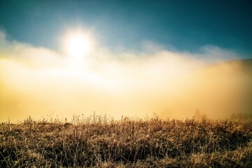 Fototapeta premium Early morning and frozen grass covered in fog under the bright sun
