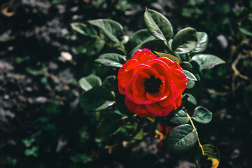 botany, white, dark, grass, macro flower, garden plants, state symbol, blooming, camelia,...
