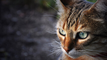 Nice tabby cat with deep green eye 