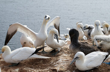 Einen Augenblick in der Kolonie Basstölpel auf Helgoland eingefangen.