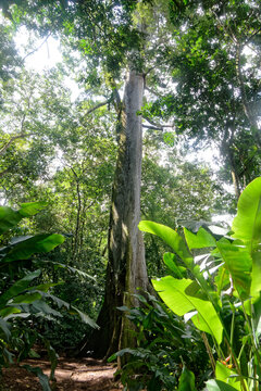 Arbre fascinant de par sa taille: le Fromager en Guyane fran&ccedil;aise