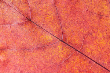 texture with veins of red and yellow maple autumn leaf