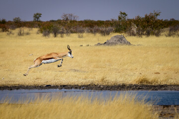 Springbok jumping - obrazy, fototapety, plakaty
