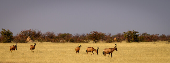Red hartebeests arriving at a waterhole in the dry grass
