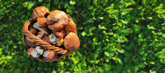 Fototapeta na wymiar Fresh vegetable food mushrooms in a basket top view on green grass background on floor