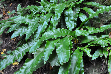 In the wild, fern Asplenium scolopendrium grows © orestligetka