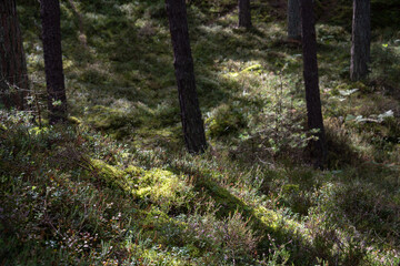 Abstract forest background. Moss and tree trunks. Selective focus. 