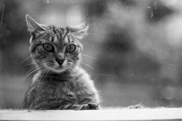 Cat looks in the window of the house. Black and white photo.
