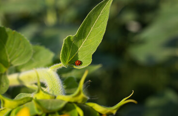 Ladybug on a large bush leaf. Summer sunny day.