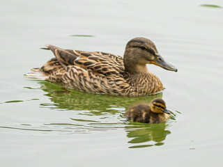 A duck with her baby