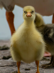 Little duckling