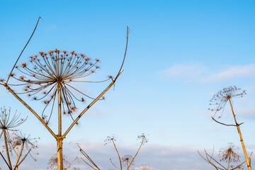 Sosnovsky's hogweed. Dry stems of an umbrella plant against the blue sky.