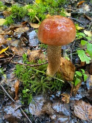 orange cap boletus