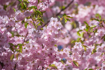 Lush blooming pink sakura blossoms. Spring Background image