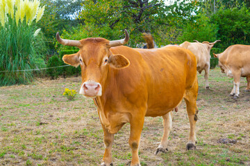 Fototapeta na wymiar Vaca rubia gallega en el campo.