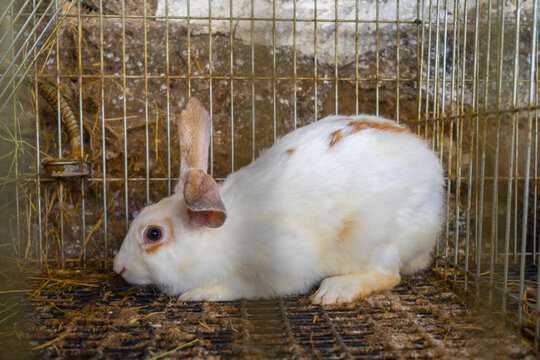 Conejo dentro de una jaula