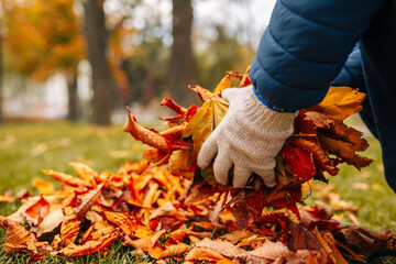 A close-up shot of a gloved man gathering leaves in a pile. A man gathering leaves in Autumn time.