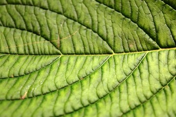 Obraz premium green leaf background texture closeup natural light