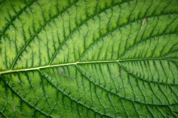 green leaf background texture closeup natural light