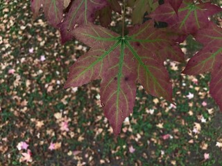 red maple leaves