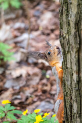 Portrait of a squirrel on a tree trunk