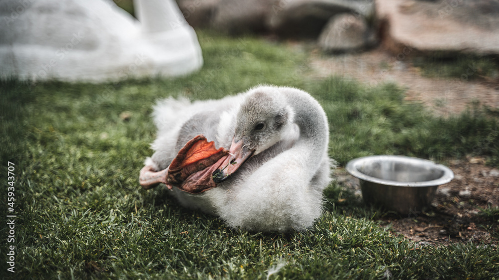 Canvas Prints Cygnet lying on the grassy ground