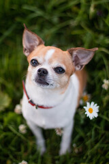 Chihuahua dog sits on green grass in summer