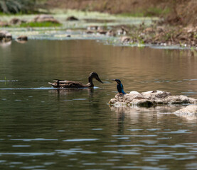 duck and kingfisher