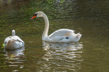 Two graceful white swans swim in the dark water.