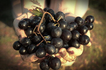 The girl carry black grapes in her hands. 