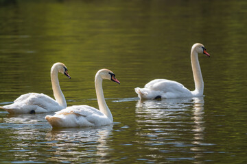 Graceful white Swans swimming in the lake, swans in the wild