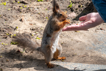 Squirrel in the spring or autumn eating nuts from a man's hand.