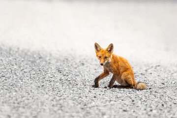 Closeup portrait of Red Fox cub sitting on a road in the Bombay Hook National Wildlife...