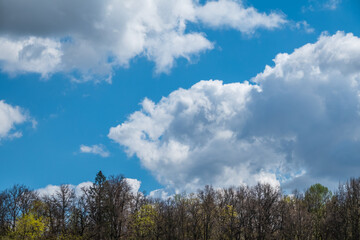 Obraz premium Green treetops and beautiful cloudy blue sky. Forest landscape on blue cloudy sky background