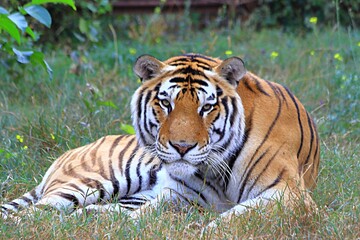 Fototapeta na wymiar The Amur tiger is lying on the grass