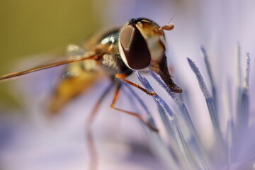fly on a flower