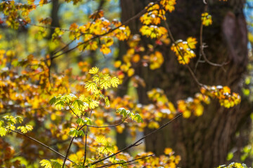 Spring branches of maple tree with fresh green leaves