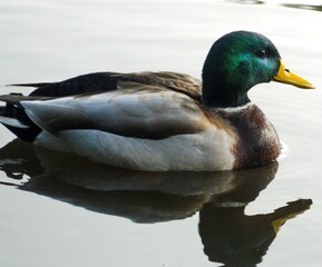 duck on a lake, water, yellow beak and green head.
Dabbling duck in nature 